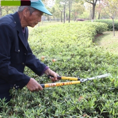 國產(chǎn) Domestic 修剪花木/草坪剪刀/大剪刀/大花剪/修枝剪
